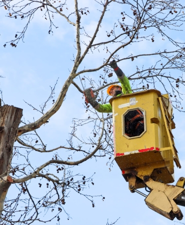 GAZİ PAŞA CADDESİ’NDE BUDAMA DEVAM EDİYOR