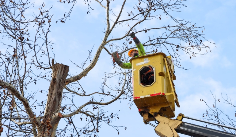GAZİ PAŞA CADDESİ’NDE BUDAMA DEVAM EDİYOR