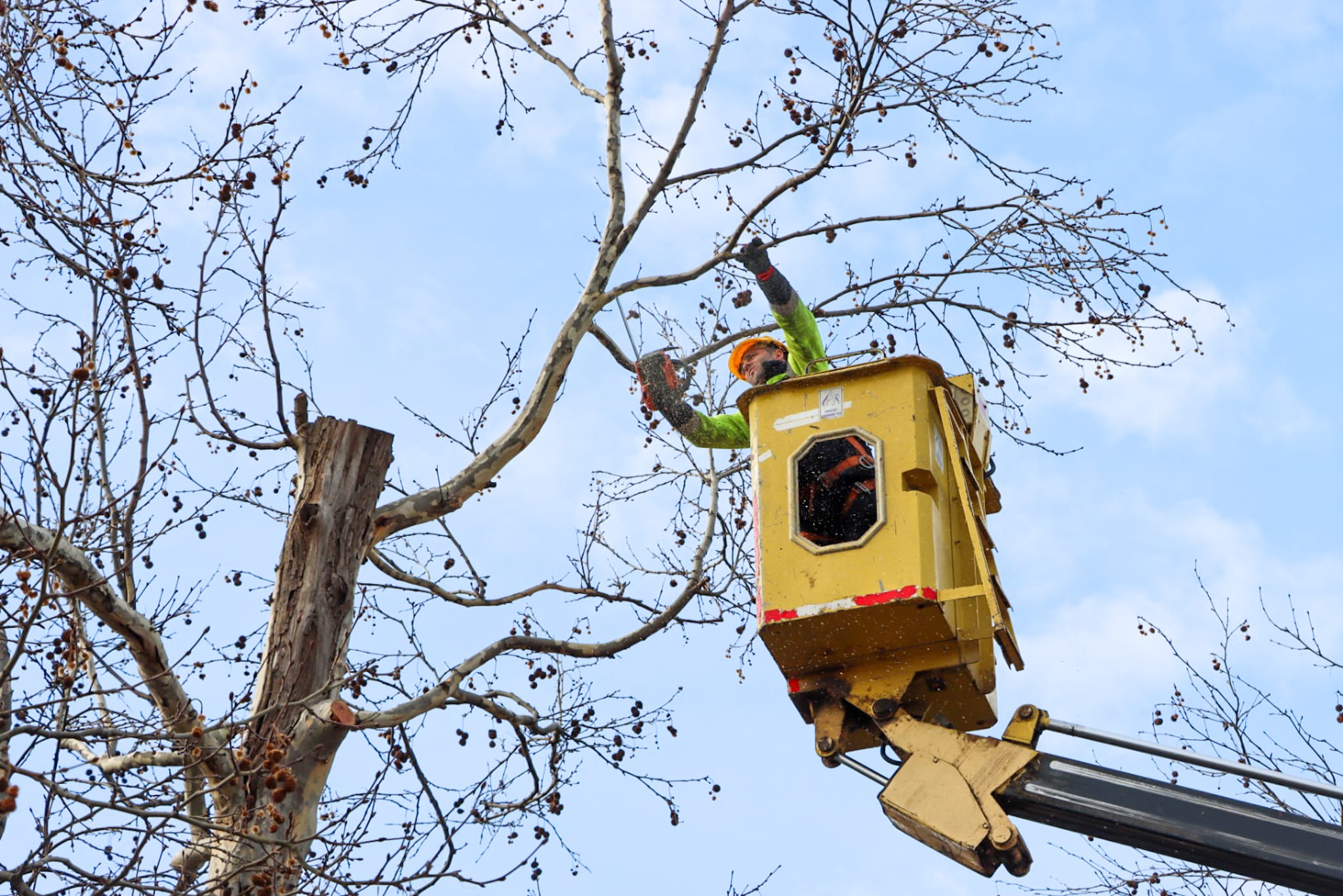 GAZİ PAŞA CADDESİ’NDE BUDAMA DEVAM EDİYOR