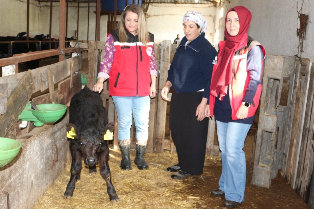 Kırsalda Bereket Projesi Meyvelerini Vermeye Başladı: Angus Düveler İlk Buzağılarını Verdi