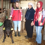 Kırsalda Bereket Projesi Meyvelerini Vermeye Başladı: Angus Düveler İlk Buzağılarını Verdi