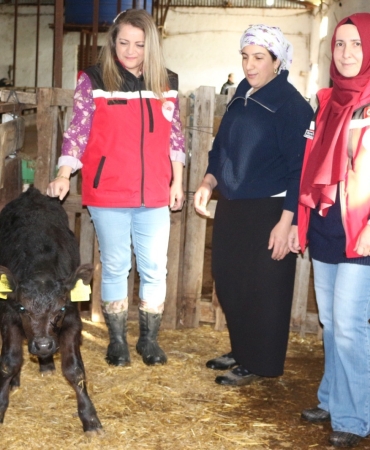 Kırsalda Bereket Projesi Meyvelerini Vermeye Başladı: Angus Düveler İlk Buzağılarını Verdi