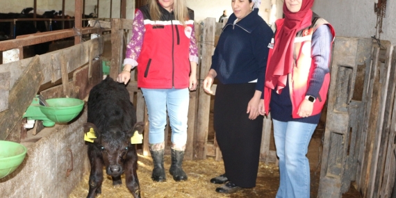 Kırsalda Bereket Projesi Meyvelerini Vermeye Başladı: Angus Düveler İlk Buzağılarını Verdi