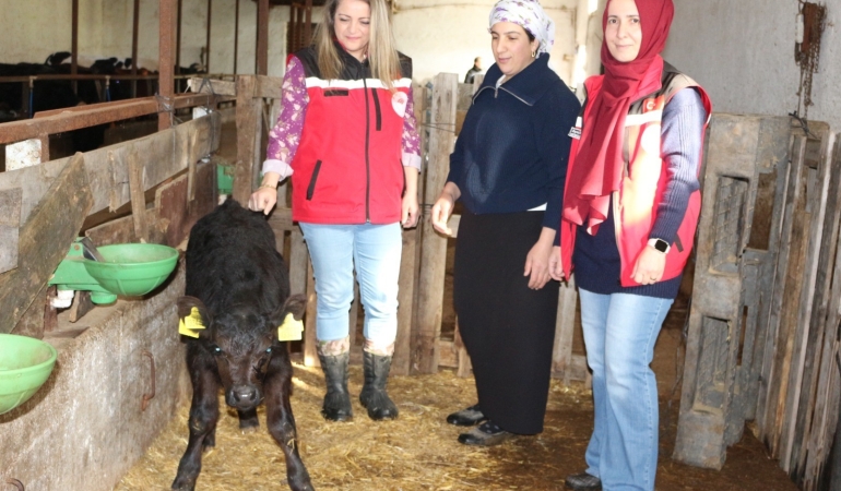 Kırsalda Bereket Projesi Meyvelerini Vermeye Başladı: Angus Düveler İlk Buzağılarını Verdi