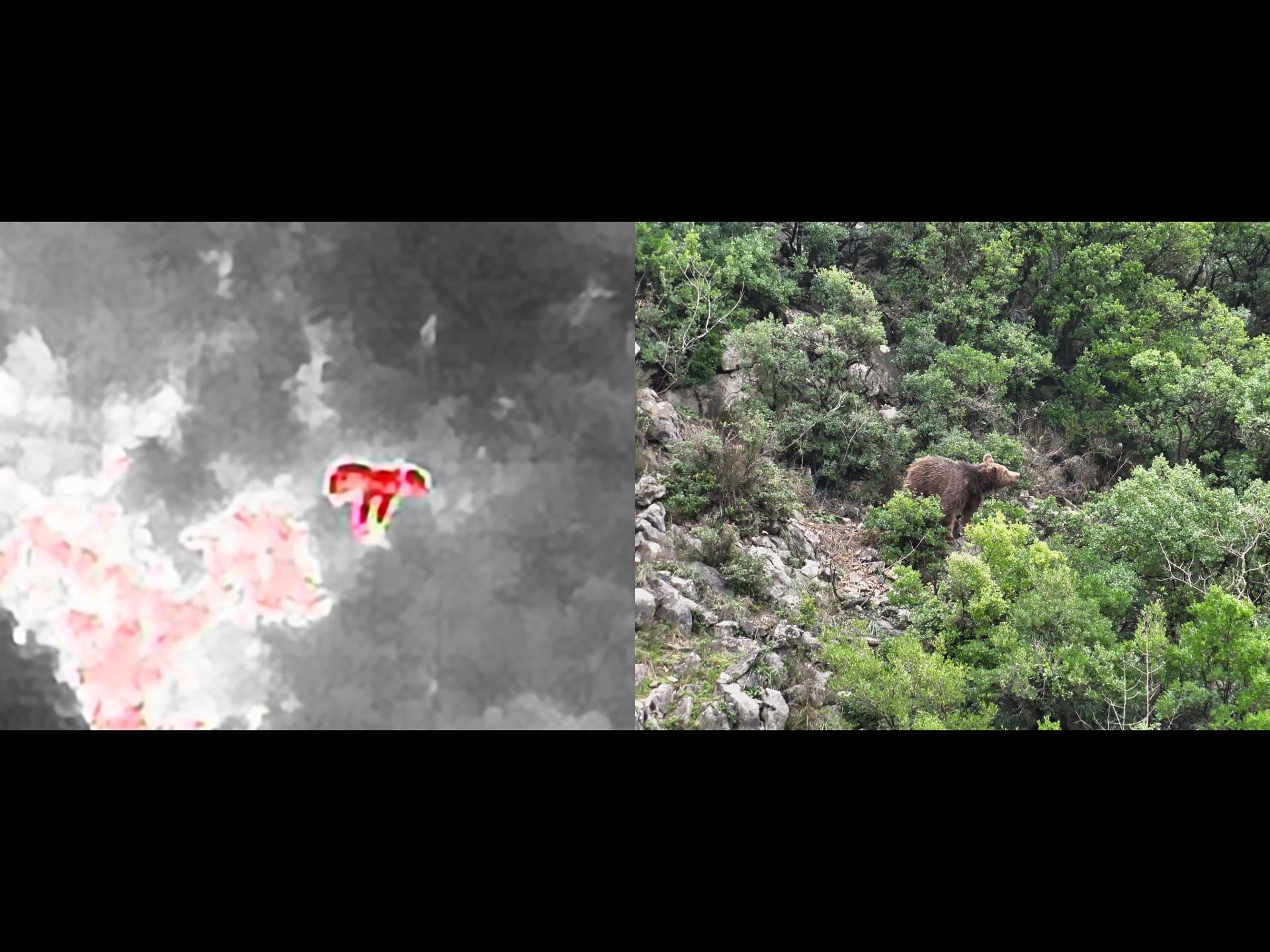 Paşakent Maden Sahasında ‘Mahsur Keçi’ İhbarı Boz Ayı Çıktı