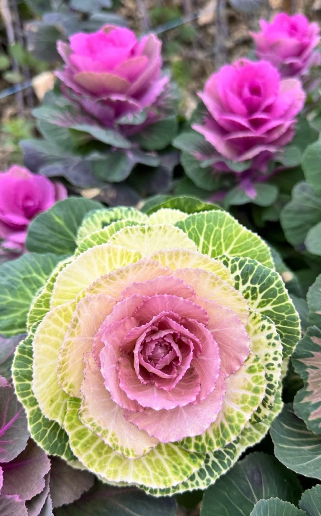 Sevgililer Günü Öncesi Yalova’da Çiçek Üreticilerine Moral Ziyareti