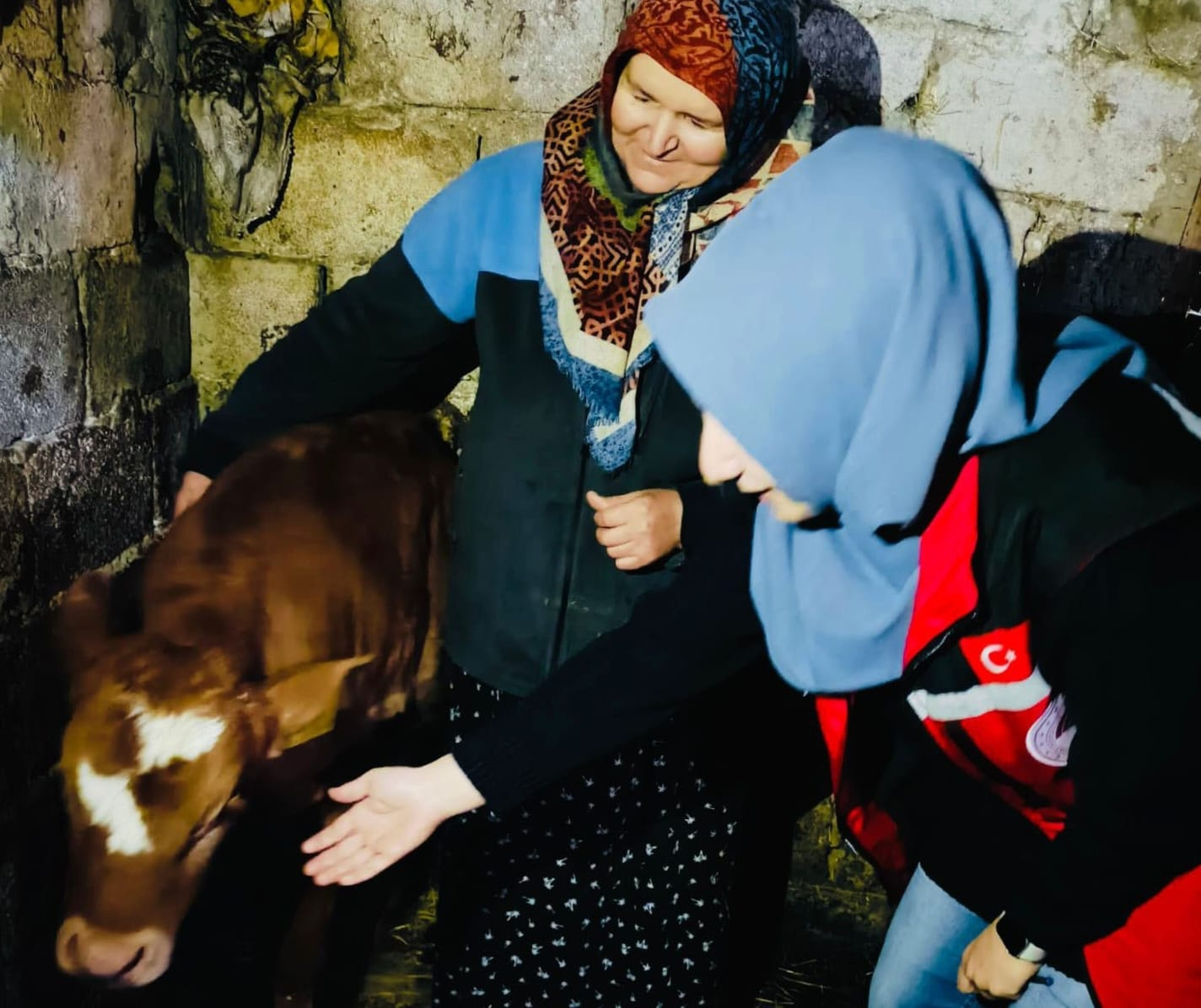 Yalova’da “Gebe İnek ve Sağlıklı Buzağı” Projesi Başladı: Teknik Ekip Sahaya İndi