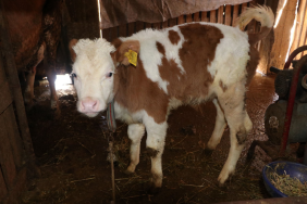 2026 YILI İLKBAHAR DÖNEMİ ŞAP AŞILAMA KAMPANYASI BAŞLIYOR