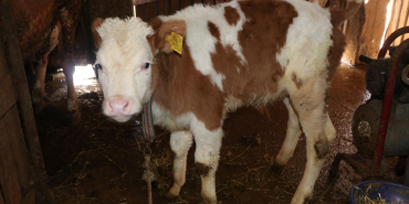 2026 YILI İLKBAHAR DÖNEMİ ŞAP AŞILAMA KAMPANYASI BAŞLIYOR