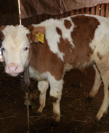 2026 YILI İLKBAHAR DÖNEMİ ŞAP AŞILAMA KAMPANYASI BAŞLIYOR