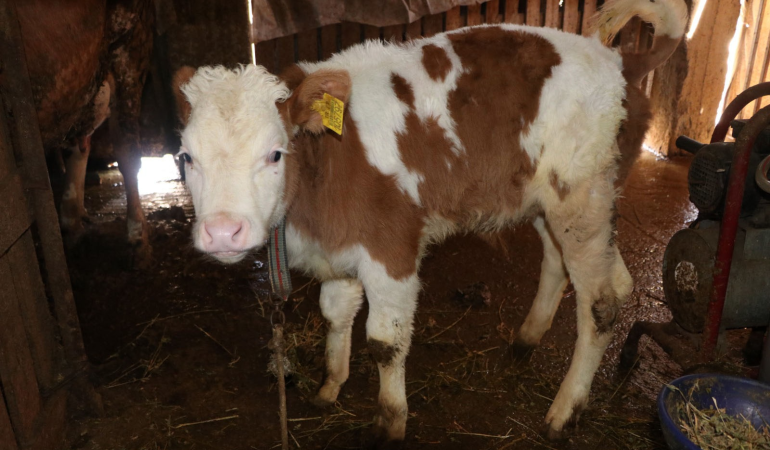 2026 YILI İLKBAHAR DÖNEMİ ŞAP AŞILAMA KAMPANYASI BAŞLIYOR