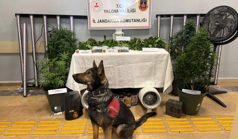 Yalova’da Skunk Operasyonu: İklimlendirme Sistemiyle Uyuşturucu Yetiştiren 2 Şüpheli Tutuklandı