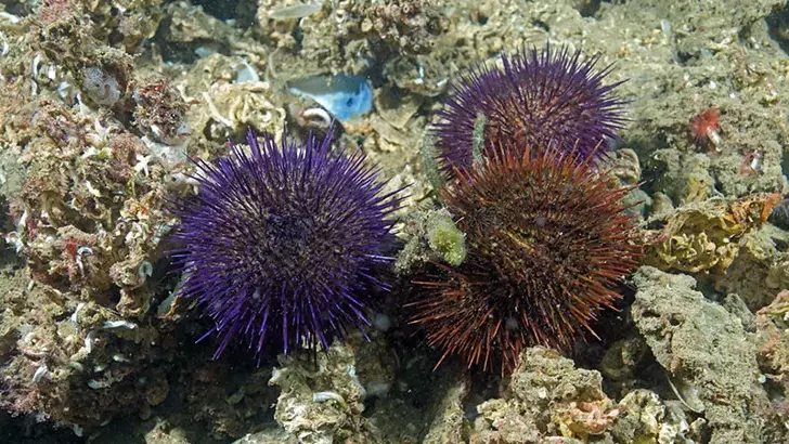 Marmara ve Boğazlarda Deniz Kestanesi Avcılığına Geçici Serbestlik 4 Marmara ve Boğazlarda Deniz Kestanesi Avcılığına Geçici Serbestlik