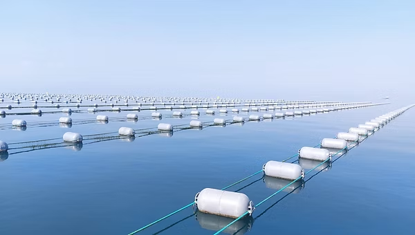 Yalova’da Midye Üretimine Yakın Takip: İl Müdürü Mustafa İlmeç’ten Çınarcık Açıklarında Teknik İnceleme 6 Yalova’da Midye Üretimine Yakın Takip: İl Müdürü Mustafa İlmeç’ten Çınarcık Açıklarında Teknik İnceleme