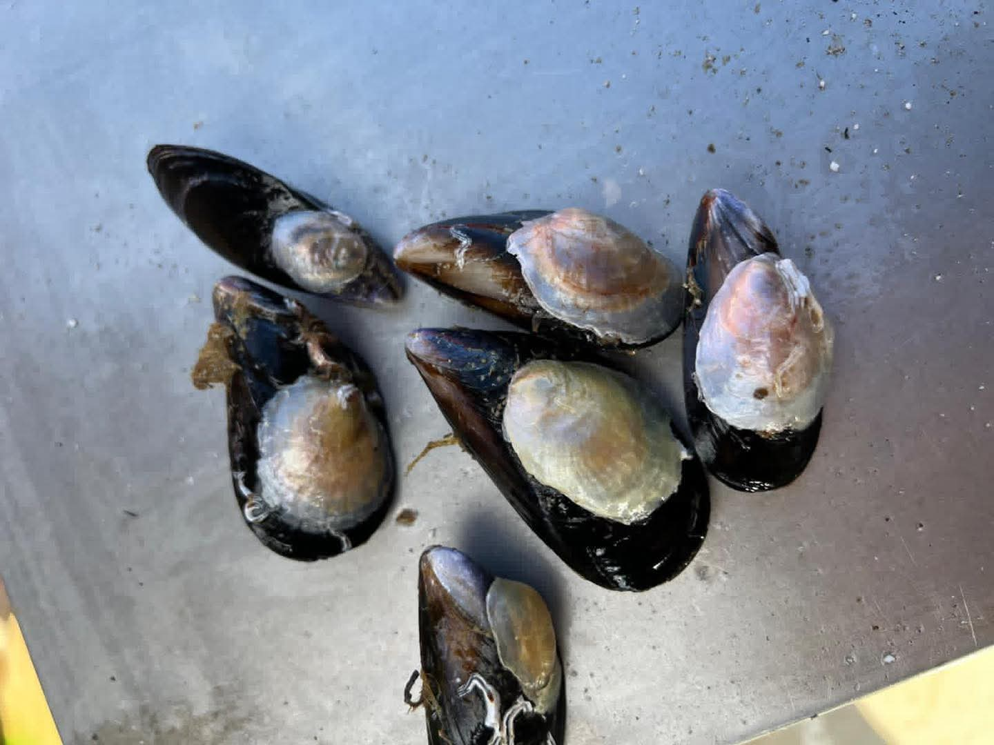 Yalova’da Midye Üretimine Yakın Takip: İl Müdürü Mustafa İlmeç’ten Çınarcık Açıklarında Teknik İnceleme 5 Yalova’da Midye Üretimine Yakın Takip: İl Müdürü Mustafa İlmeç’ten Çınarcık Açıklarında Teknik İnceleme