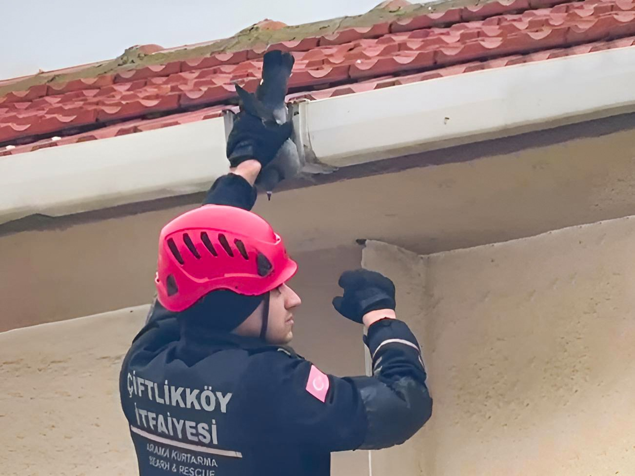 ÇİFTLİKKÖY İTFAİYESİ’NDEN KUŞ VE KEDİ KURTARMA OPERASYONLARI 5 ÇİFTLİKKÖY İTFAİYESİ’NDEN KUŞ VE KEDİ KURTARMA OPERASYONLARI