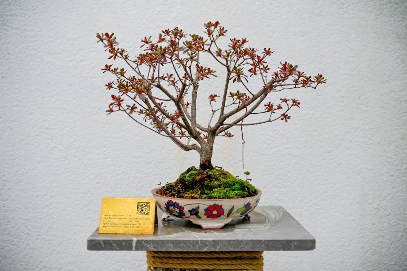 Yalova Bonsai Müzesi: Türkiye’nin İlk, Avrupa’nın En Büyük Bonsai Müzesi Yalova’da