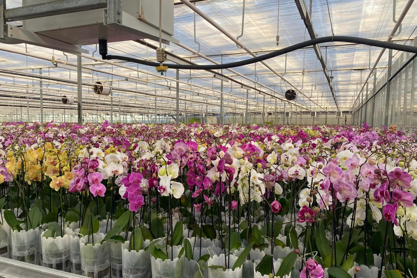 Çiçek Cenneti Yalova İçin KDV Hamlesi: Tahsin Becan’dan TBMM’ye Kritik Teklif