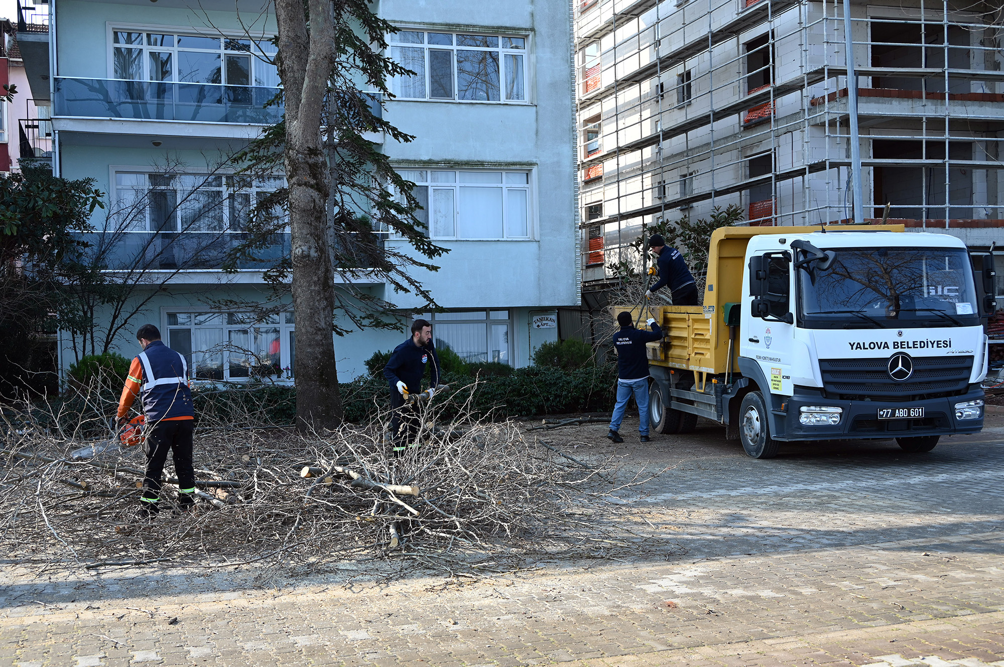 YALOVA BELEDİYESİ’NDEN GAZİPAŞA CADDESİ’NDE AĞAÇ BUDAMA VE BAKIM ÇALIŞMASI