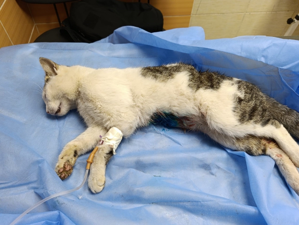 ÇİFTLİKKÖY’DE SOKAK KEDİSİNE VAHŞET: BELEDİYE VETERİNERLERİ KURTARDI