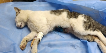 ÇİFTLİKKÖY’DE SOKAK KEDİSİNE VAHŞET: BELEDİYE VETERİNERLERİ KURTARDI