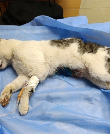 ÇİFTLİKKÖY’DE SOKAK KEDİSİNE VAHŞET: BELEDİYE VETERİNERLERİ KURTARDI