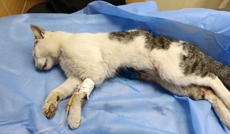 ÇİFTLİKKÖY’DE SOKAK KEDİSİNE VAHŞET: BELEDİYE VETERİNERLERİ KURTARDI