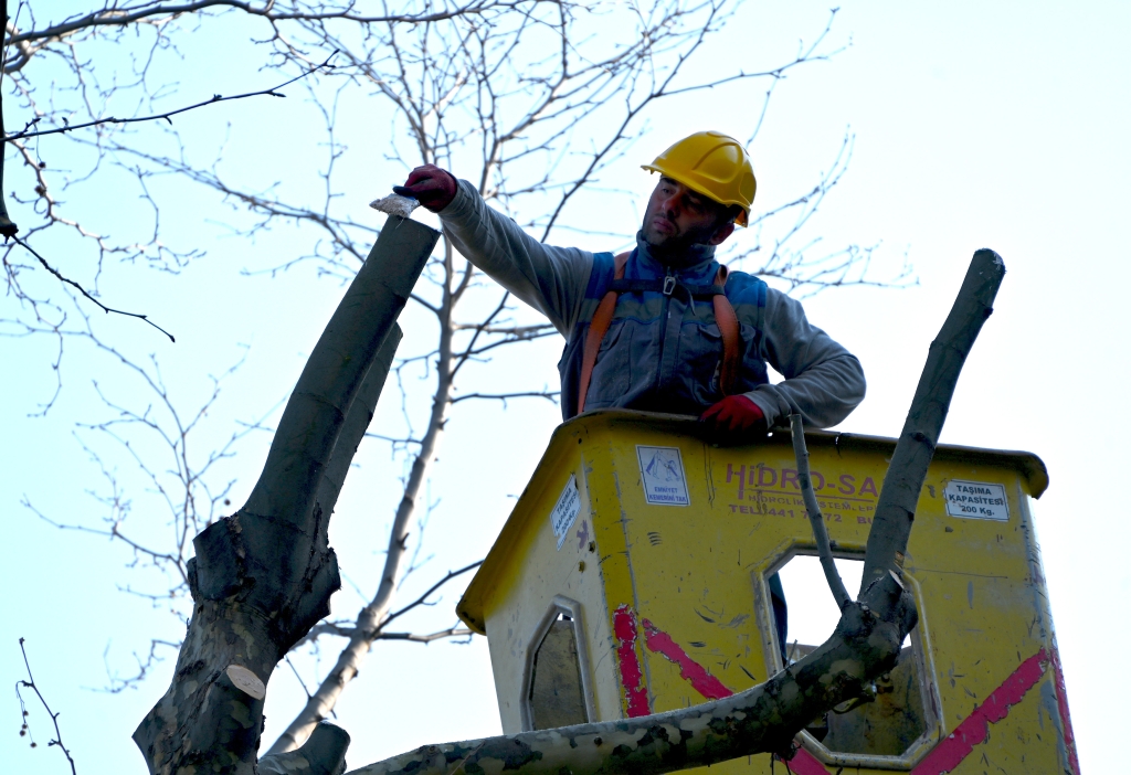 YALOVA BELEDİYESİ’NDEN GAZİPAŞA CADDESİ’NDE AĞAÇ BUDAMA VE BAKIM ÇALIŞMASI