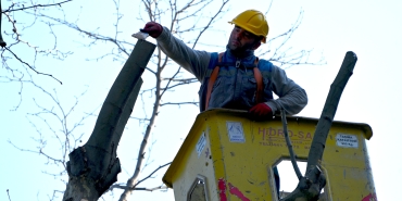YALOVA BELEDİYESİ’NDEN GAZİPAŞA CADDESİ’NDE AĞAÇ BUDAMA VE BAKIM ÇALIŞMASI