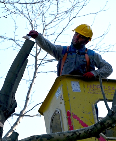 YALOVA BELEDİYESİ’NDEN GAZİPAŞA CADDESİ’NDE AĞAÇ BUDAMA VE BAKIM ÇALIŞMASI