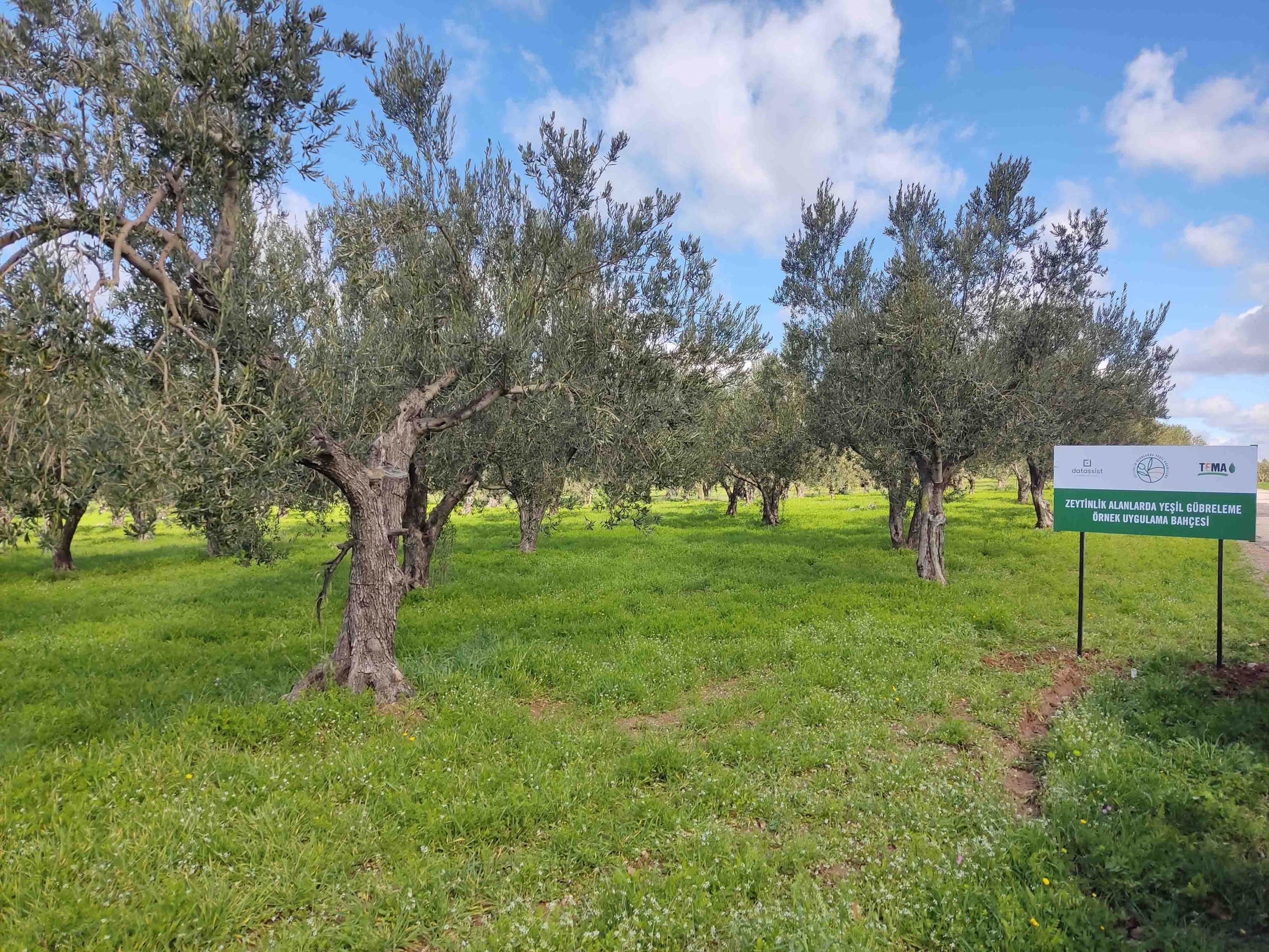 Ezine Zeytin Bahçelerinde Doğa Temelli Çözüm: Yeşil Gübreleme ile Kuraklığa Direnç Artacak