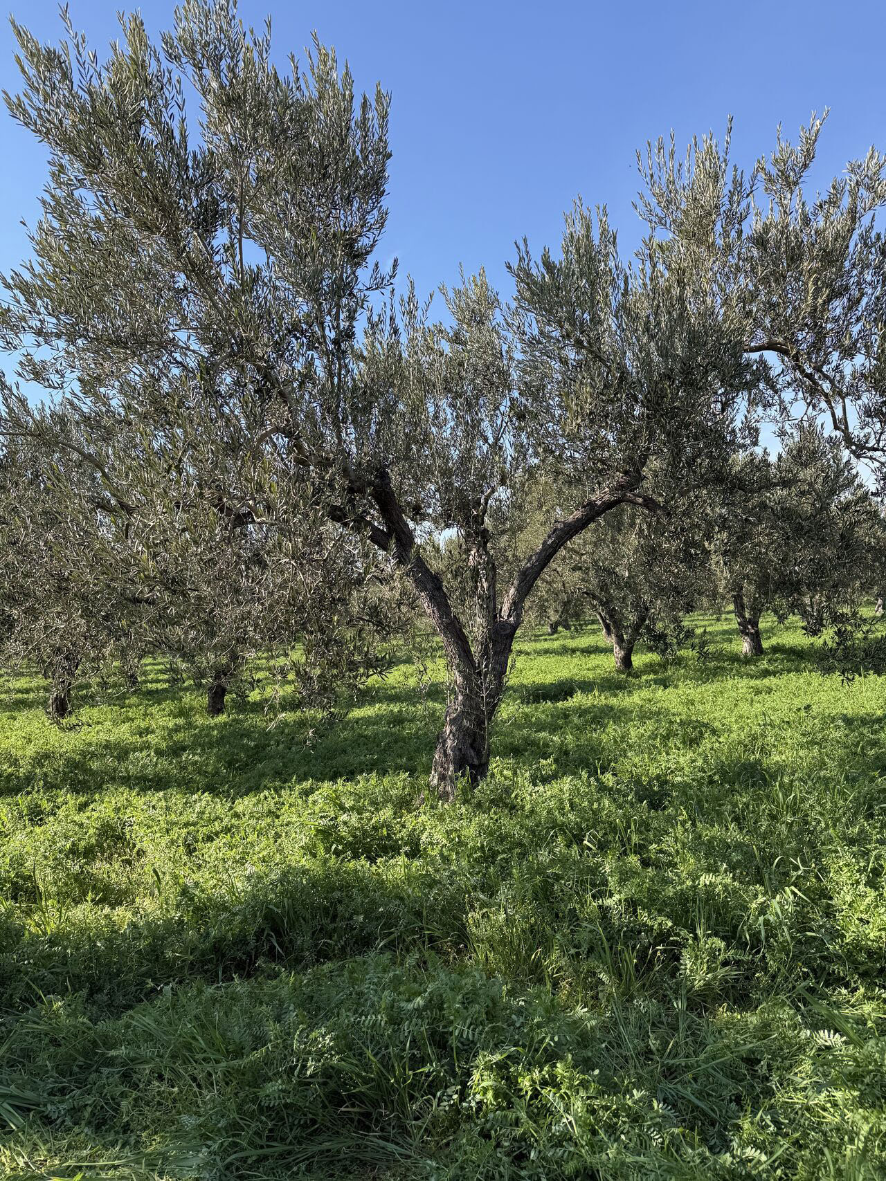 Ezine Zeytin Bahçelerinde Doğa Temelli Çözüm: Yeşil Gübreleme ile Kuraklığa Direnç Artacak