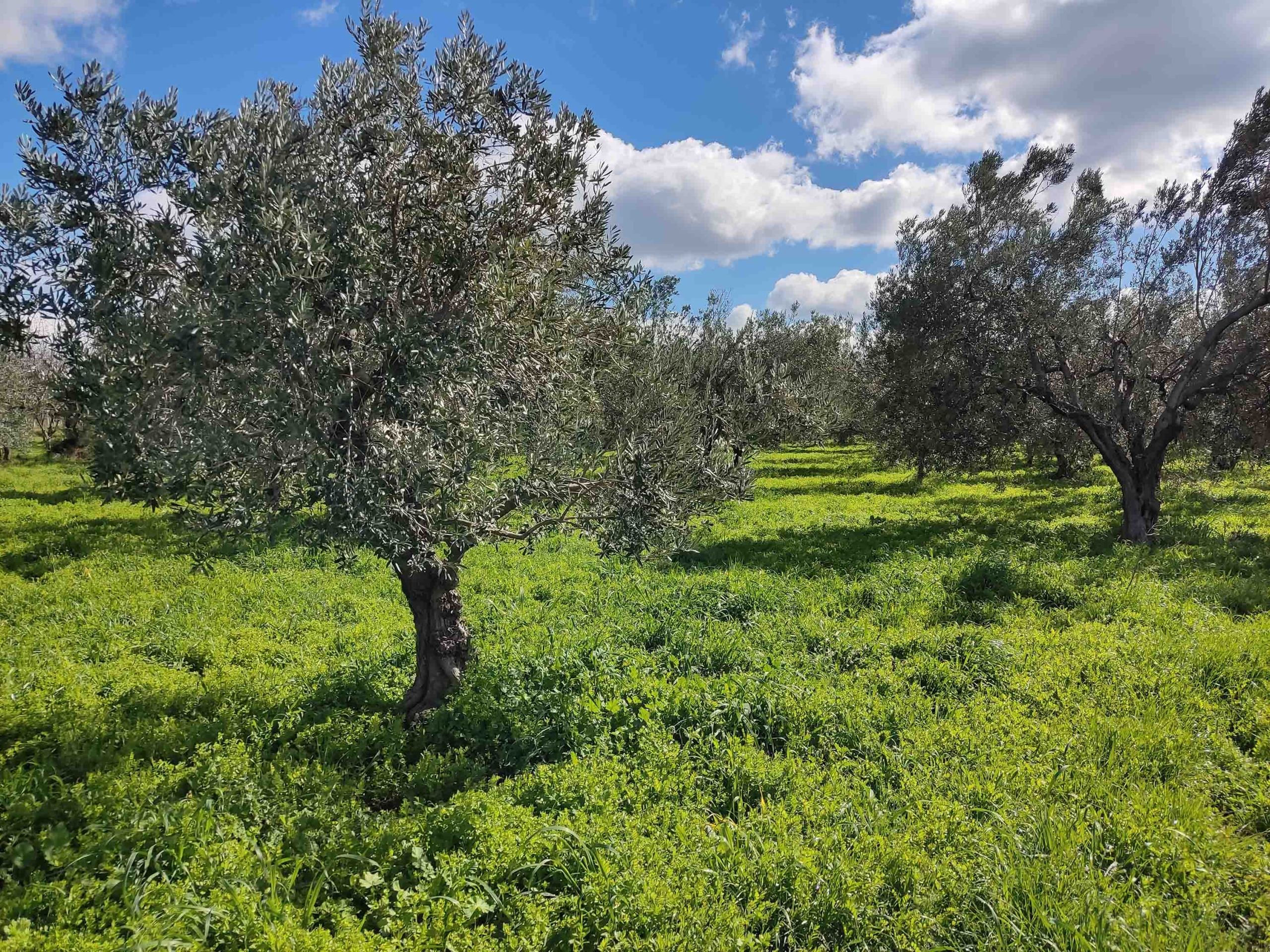 Ezine Zeytin Bahçelerinde Doğa Temelli Çözüm: Yeşil Gübreleme ile Kuraklığa Direnç Artacak