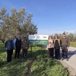 Ezine Zeytin Bahçelerinde Doğa Temelli Çözüm: Yeşil Gübreleme ile Kuraklığa Direnç Artacak