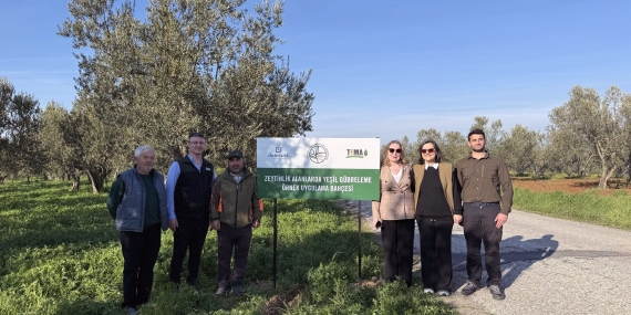 Ezine Zeytin Bahçelerinde Doğa Temelli Çözüm: Yeşil Gübreleme ile Kuraklığa Direnç Artacak