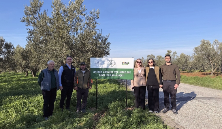 Ezine Zeytin Bahçelerinde Doğa Temelli Çözüm: Yeşil Gübreleme ile Kuraklığa Direnç Artacak