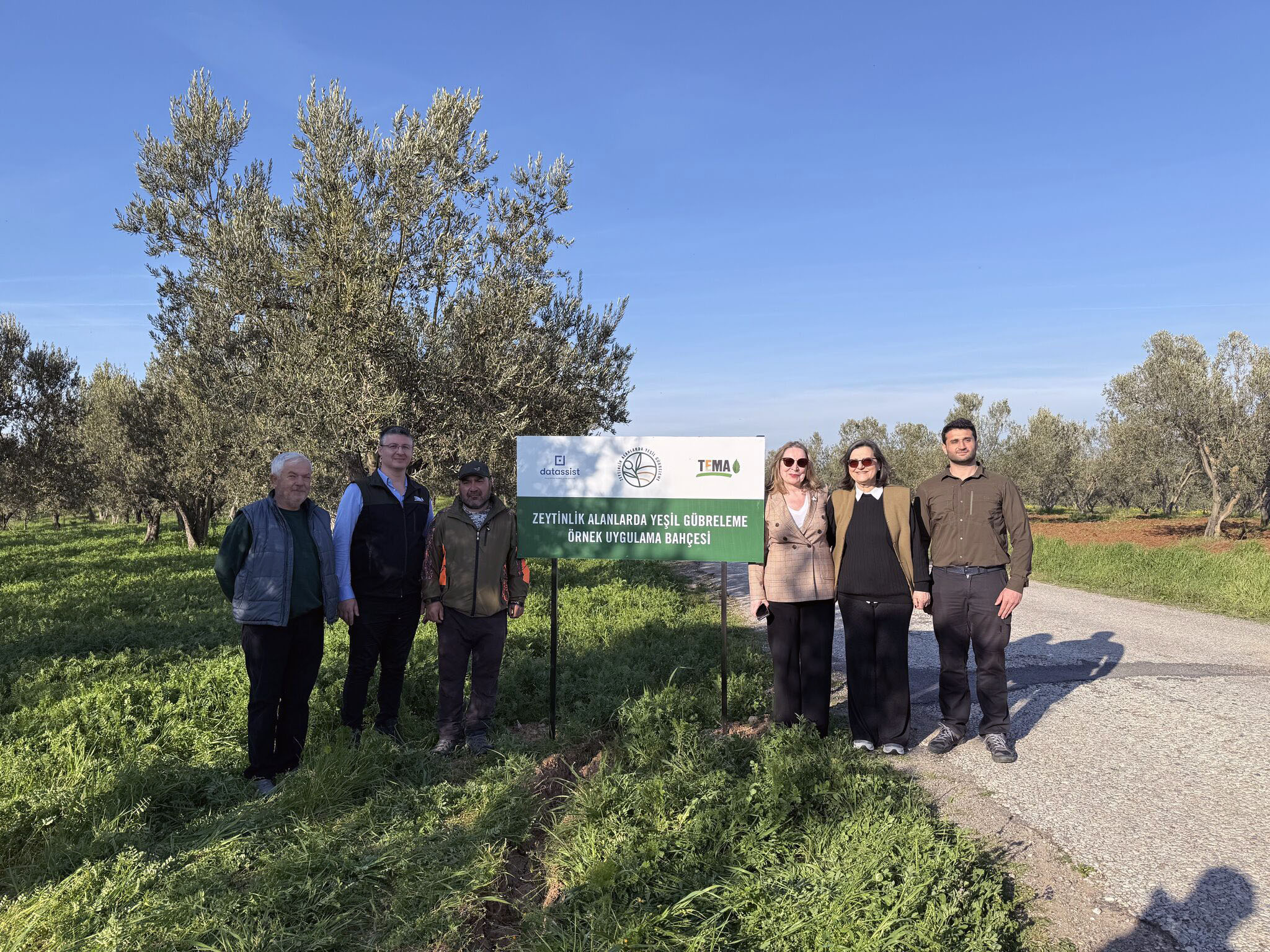 Ezine Zeytin Bahçelerinde Doğa Temelli Çözüm: Yeşil Gübreleme ile Kuraklığa Direnç Artacak