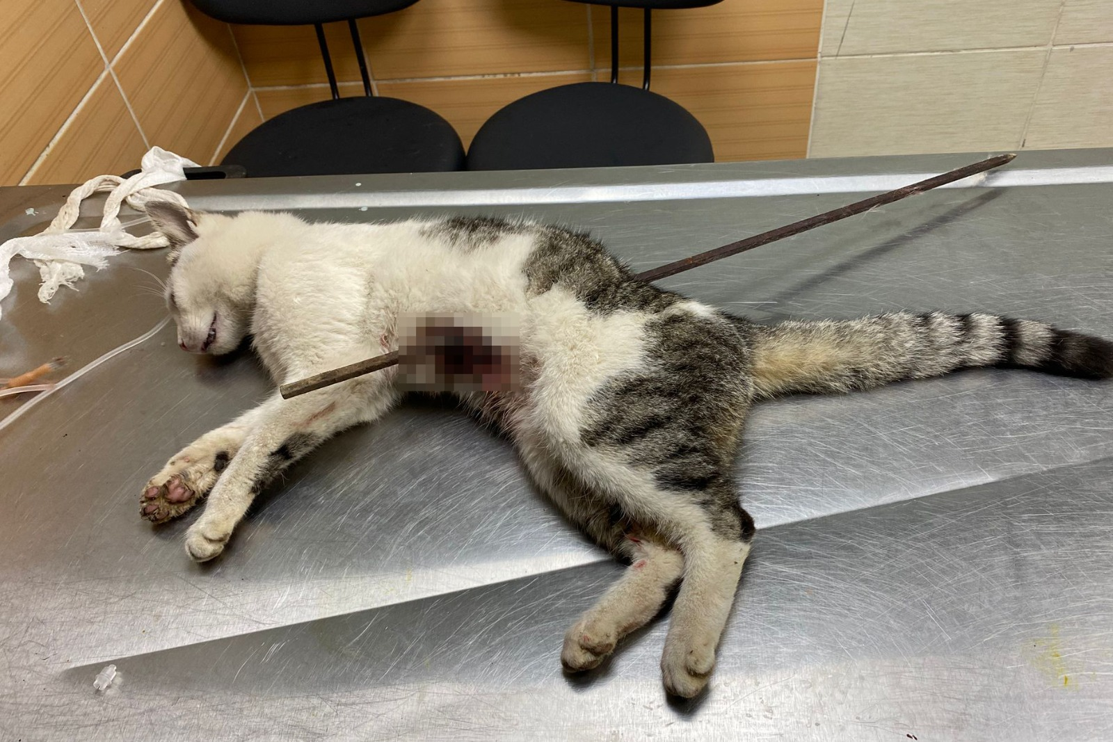 ÇİFTLİKKÖY’DE SOKAK KEDİSİNE VAHŞET: BELEDİYE VETERİNERLERİ KURTARDI