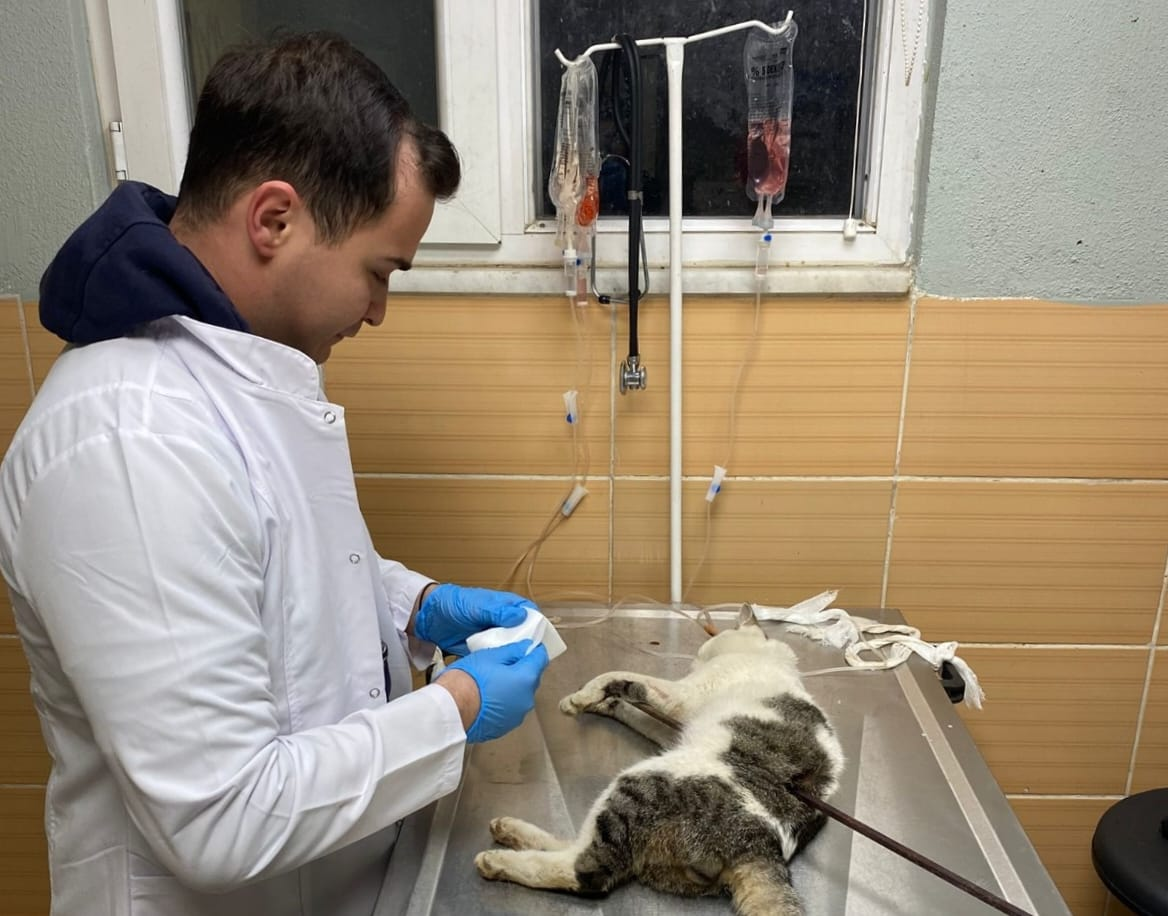 ÇİFTLİKKÖY’DE SOKAK KEDİSİNE VAHŞET: BELEDİYE VETERİNERLERİ KURTARDI