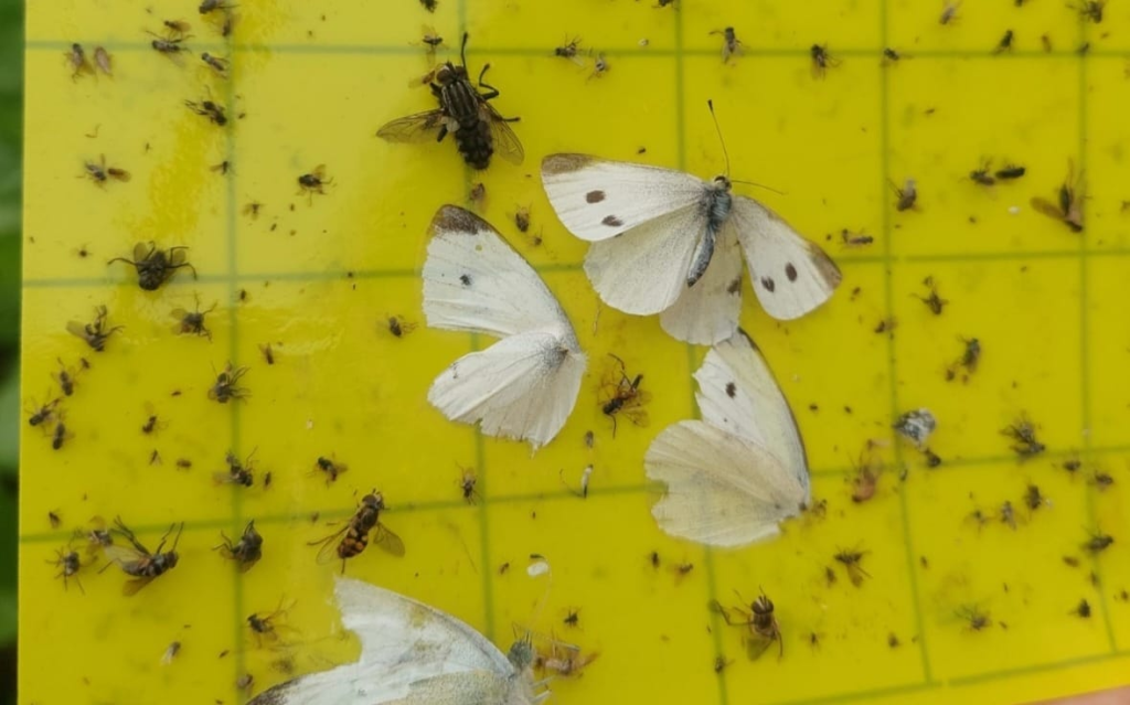 Yalova’da Örtüaltı Sebze Üretim Alanlarında Entegre Mücadele Çalışmaları Sürüyor