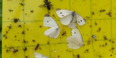 Yalova’da Örtüaltı Sebze Üretim Alanlarında Entegre Mücadele Çalışmaları Sürüyor