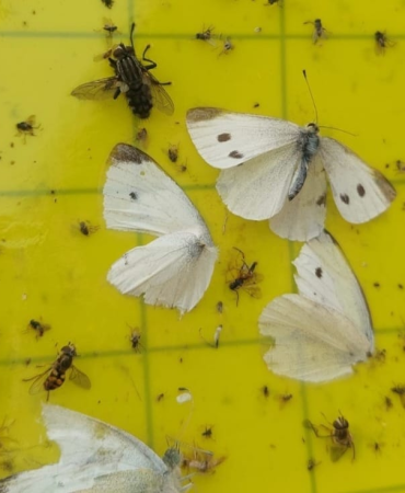 Yalova’da Örtüaltı Sebze Üretim Alanlarında Entegre Mücadele Çalışmaları Sürüyor