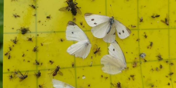 Yalova’da Örtüaltı Sebze Üretim Alanlarında Entegre Mücadele Çalışmaları Sürüyor