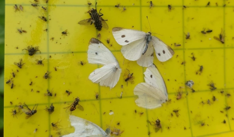 Yalova’da Örtüaltı Sebze Üretim Alanlarında Entegre Mücadele Çalışmaları Sürüyor