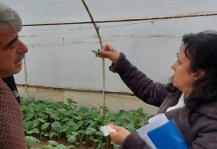 Yalova’da Örtüaltı Sebze Üretim Alanlarında Entegre Mücadele Çalışmaları Sürüyor