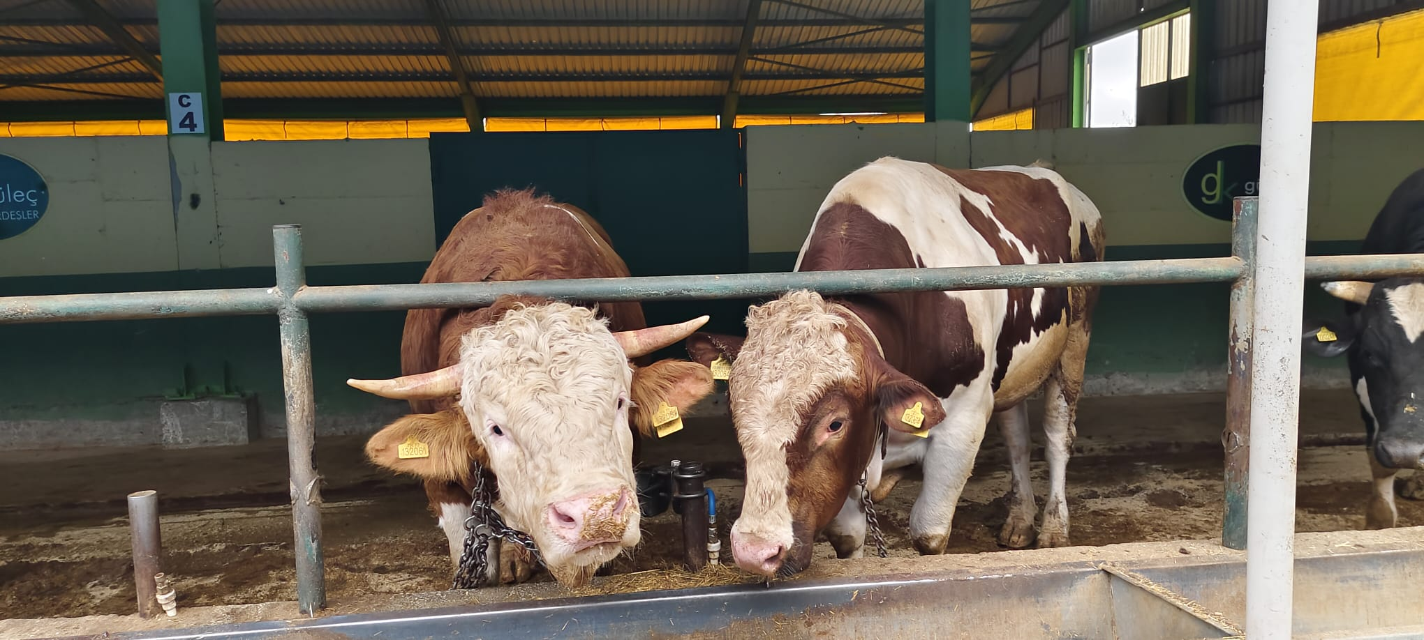 Güleç Kardeşler’de Kurbanlık Satışları 29 Mart’ta Başlıyor