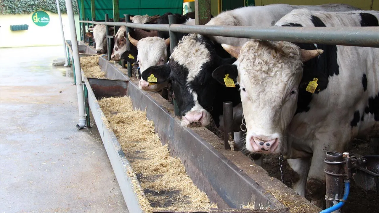 Güleç Kardeşler’de Kurbanlık Satışları 29 Mart’ta Başlıyor