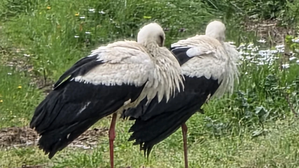Leylekler Göç Yolunda Armutlu’da Mola Verdi: Yalova Semalarında Bahar Müjdesi