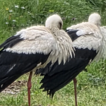 Leylekler Göç Yolunda Armutlu’da Mola Verdi: Yalova Semalarında Bahar Müjdesi