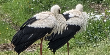 Leylekler Göç Yolunda Armutlu’da Mola Verdi: Yalova Semalarında Bahar Müjdesi